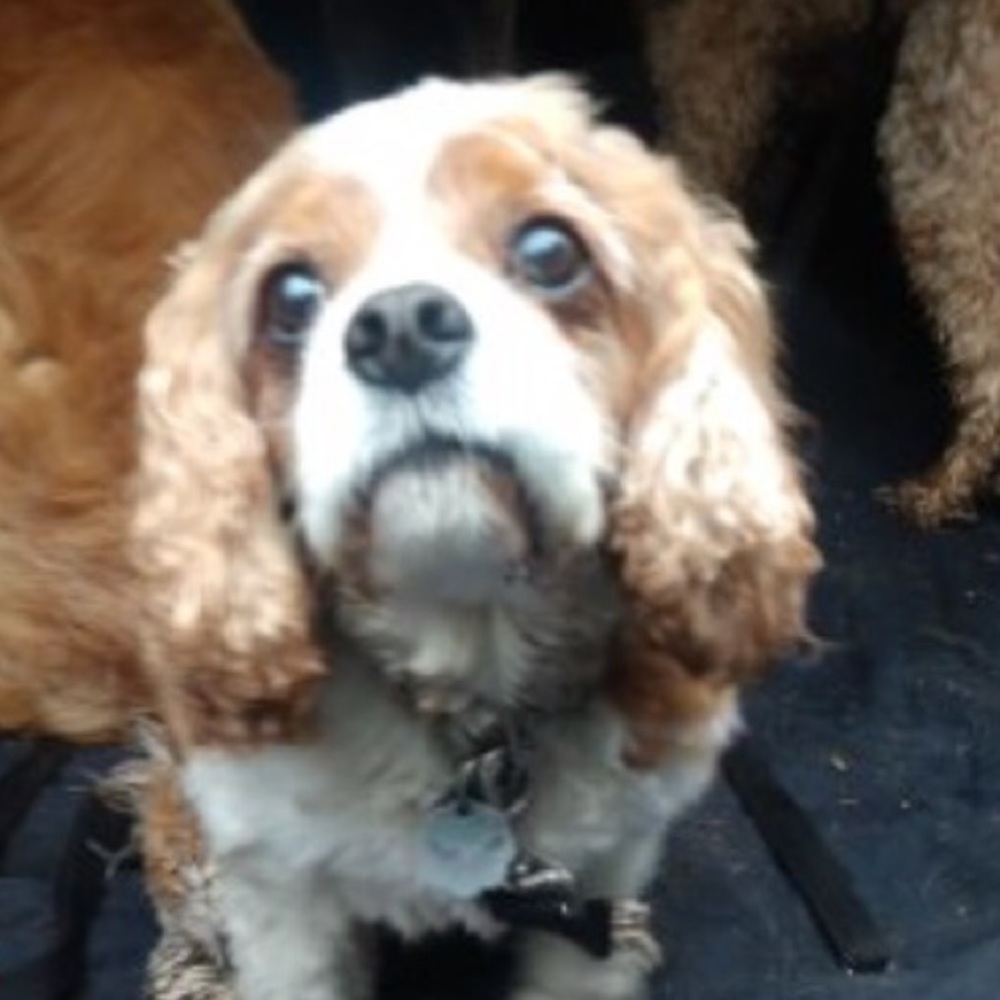 Meet your Posher, Chloe